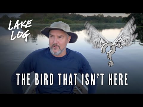 The Bird That Isn't Here