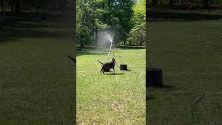 Milo loves the hose. #summer #doglife #milotheprayingpitbull