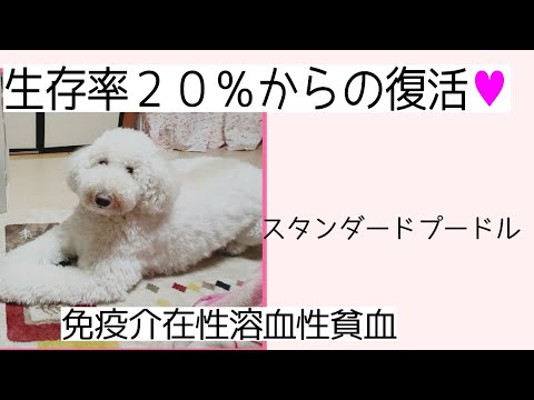 犬の溶血性貧血 - 症状と治療 - 犬の溶血性貧血の症状