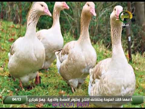 , title : 'تعرف على تربية الاوز  فى برنامج العيادة البيطرية على قناة مصر الزراعية'