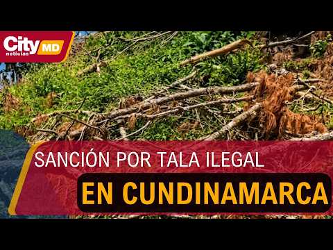Freno a la tala ilegal en Chocontá: CAR interviene predio en la cuenca alta del río Bogotá | CityTv