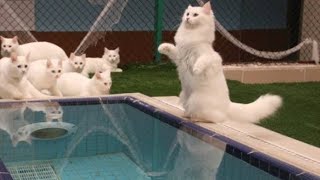 🔴How iş the Cat pool(Turkey Van Cat)