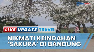 Mirip Sakura di Jepang, Tabebuya Bermekaran di Baleendah Bandung, Jadi Spot Selfie Instagramable
