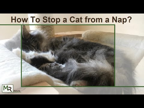 How To Stop a Cat from a Nap | #shorts