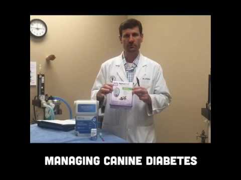 Canine Diabetes - Managing Your Dog's Diabetes