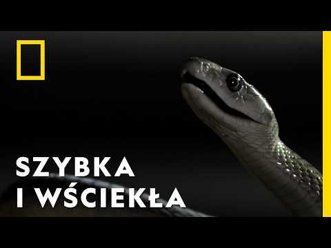 Zabójczy wąż ukrył się w szopie. Znalazły go dzieci | Węże w mieście: Jadowite starcie