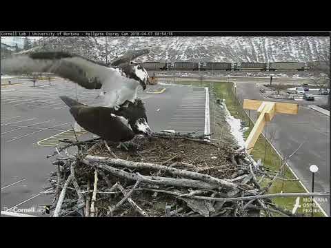 07 04 2018 -  Hellgate Osprey - Iris & Louis mating