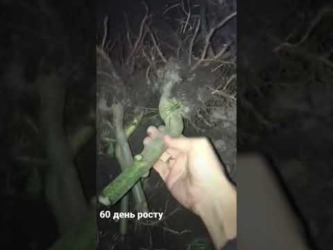 Выкопал корни Павловнии на 60 день с саженца Шан Тонг и Z07