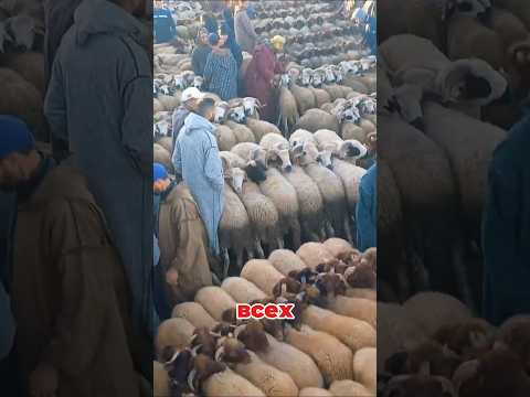 Шок! 😱 В арабских садах овец используют для уборки полей! 🐑 #овцы