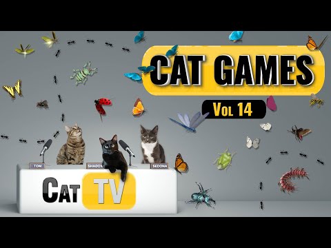 CAT Games | Ultimate Cat TV Bugs and Butterflies Compilation Vol 14 🪲 🐞🦋🦗🐜  Videos For Cats to Watch