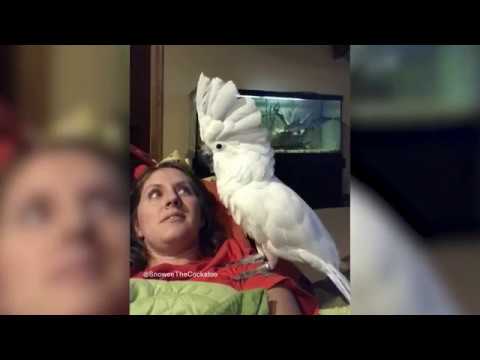 Funny Parrots singing and Dancing