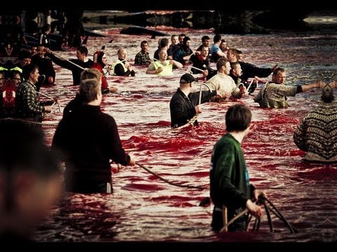 Whale Wars: Viking Shores...A Good Cause?