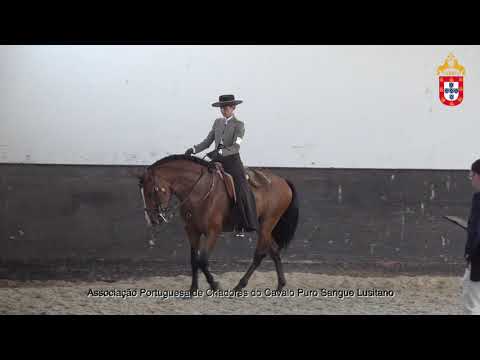 220716 32 Luxuoso Aprovação de Garanhões