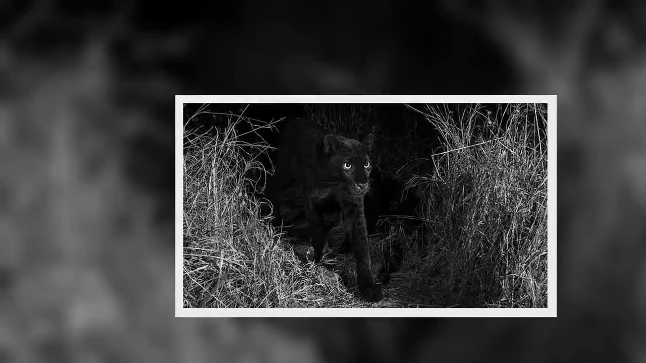 Ultra-rare black leopard is photographed for the first time in 100 YEARS in Africa