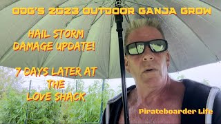 ODG’s 2023 OGG HAIL STORM DAMAGE UPDATE! 7 Days Later at the Love Shack…”A Lot Can Happen in a Week”