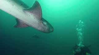 Sharks of the Shadowland: Sevengills Are Definitely Not Camera Shy
