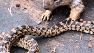Squirrel vs. Snake (Grand Canyon)