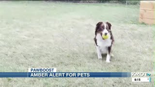 Digital options to help you locate a lost pet