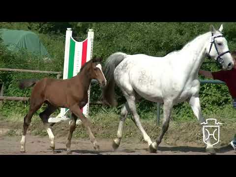 ODRZ070 Hengstfohlen von Casall - Cassini I - Esteban xx