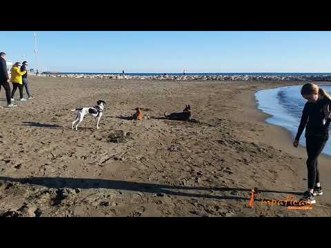 Entrenamiento control de impulsos de alto nivel en perros. Pastor belga malinois
