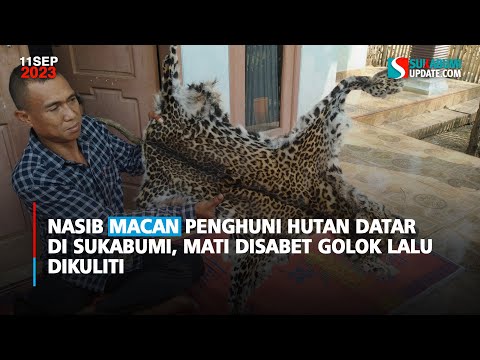 Nasib Macan Penghuni Hutan Datar di Sukabumi, Mati Disabet Golok lalu Dikuliti