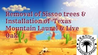 Sissoo Tree Removal; Installation of Silver Leaf Texas Mountain Laurel and Live Oak