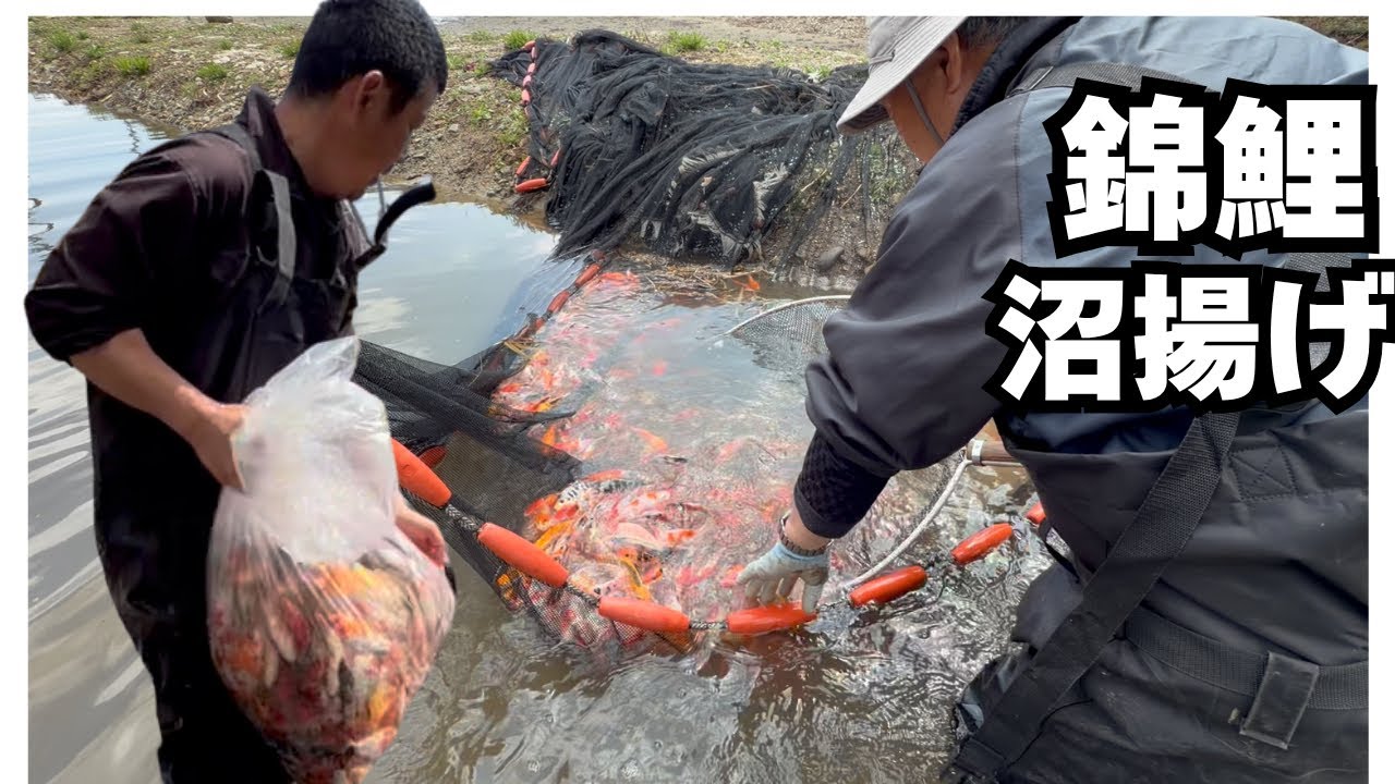 錦鯉、春の沼揚げ#koifish #アクアリウム #錦鯉販売 