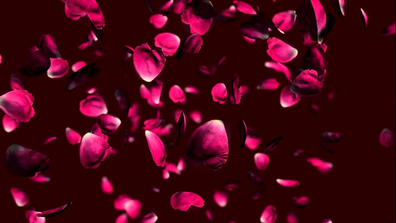 Free wedding falling rose petals animation background.