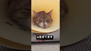 うちの猫が膀胱炎になりまして#shorts #ショート