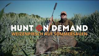 Weizenpirsch auf Sommersauen 2.2 🌾🐗 von @feldundjagd6137