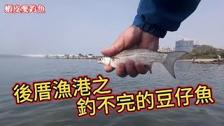 【北海岸釣魚】後厝漁港之釣不完的豆仔魚｜蝦皮愛釣魚