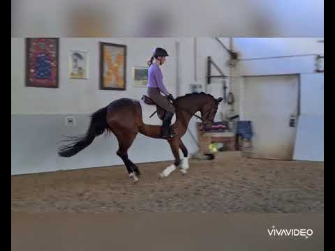 3 jährige Stute von Finnigan aus einer San Amour Stute