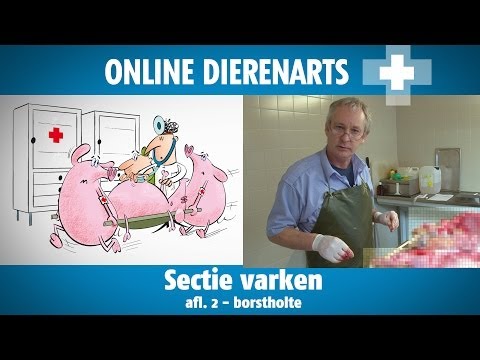 , title : 'Online Dierenarts: Sectie op varken afl. 2: Borstholte'