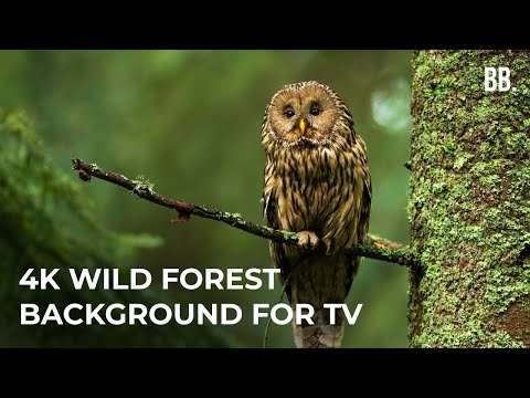 4K Forest & Wild Sounds | 4K Forest Relaxation Film | Forest Wildlife Animals ScreenSaver