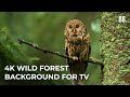 4K Forest & Wild Sounds | 4K Forest Relaxation Film | Forest Wildlife Animals ScreenSaver