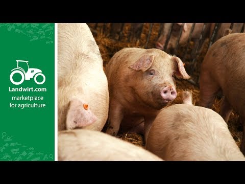 , title : 'Richtige Fütterung in der Schweinemast | landwirt.com'