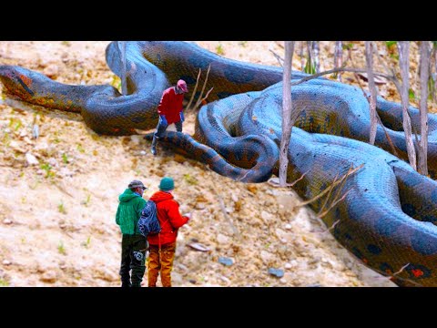 20 Biggest Snakes Ever Found