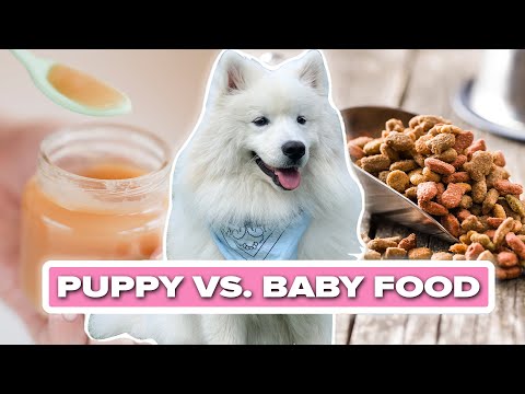 子犬が初めてベビーフードを試す (Puppy Tries Baby Food For The First Time)