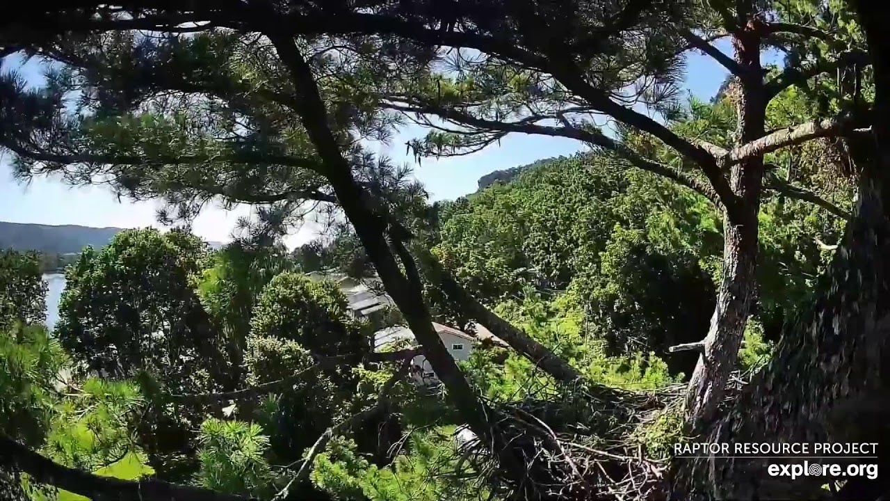 Live webcam view of Trempealeau Eagles Nest Cam