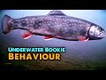 Video Thumbnail for Brook Trout Ice Fishing Underwater Footage (AqauVu HD7i)
