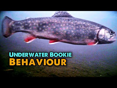 Brook Trout Ice Fishing Underwater Footage (AqauVu HD7i)
