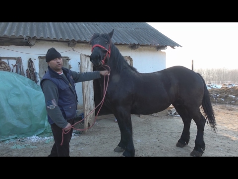 Caii lui Mircea de la Olosig, Bihor 2017