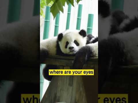 パンダ科 - 定義