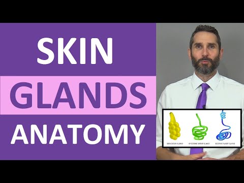 Skin Glands Anatomy: Sweat Glands, Sebaceous Glands Integumentary System