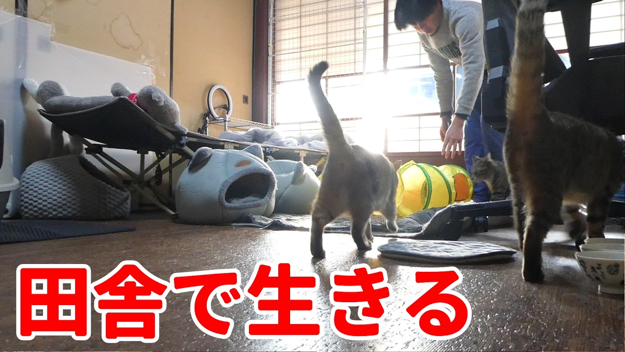 保護した猫と迎える春、プチDIYと始まる野菜シーズン。【古民家田舎暮らし143】