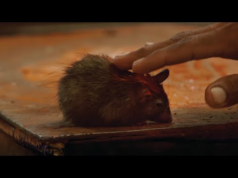 Ahimsa: Compassion For All Life - Trailer (c)NFTS2019