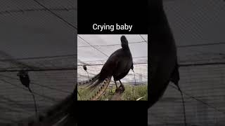 Download lagu Lyrebird mimicking sound #viralvideo #youtubeshorts mp3 Download lagu Lyrebird mimicking sound #viralvideo #youtubeshorts mp3