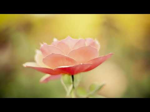 Geta Lazar - Isus te asteapta