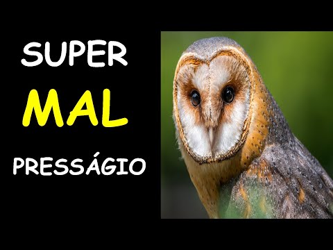 PRESSAGIO DA CORUJA A VISITA DE UMA CORUJA EM SUA CASA SIGNIFICADOS E SIMBOLISMO DA CORUJA