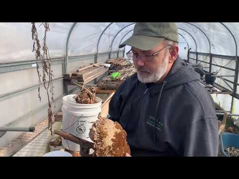 Part of a video titled How to Separate Seeds From Chaff- Sunflower Seed Saving - YouTube